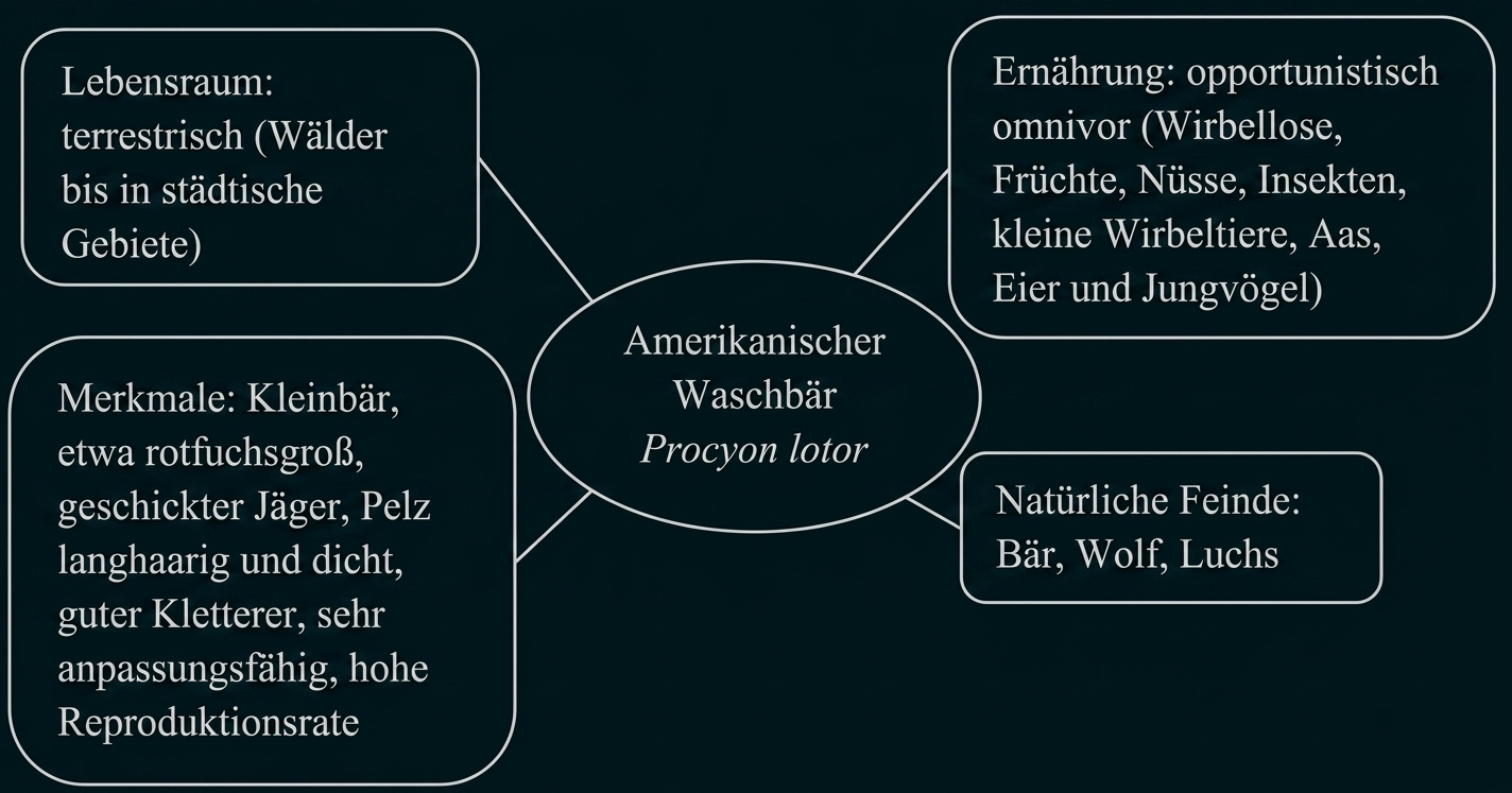 Diagramm mit Informationen zum amerikanischen Waschbär: Name, Lebensraum, Merkmale, Ernährung, natürliche Feinde.